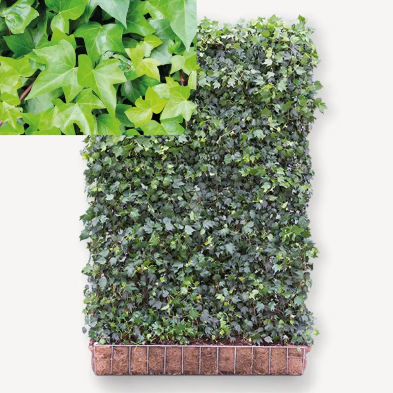 Aanbieding Hedera Green Ripple