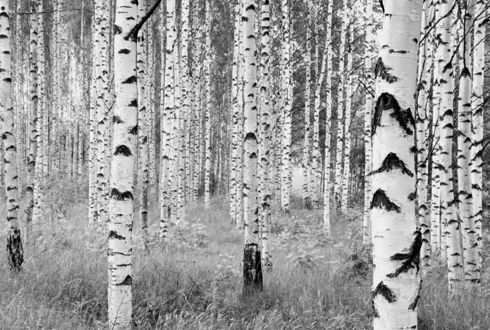 Komar Home Woods XXL4-023 Behang Favoriet