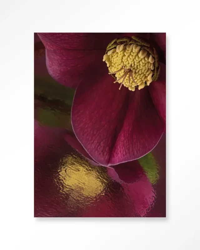 Weerspiegeling Van Een Kerstroos - Moderne Wanddecoratie | Artprint, Glass Art & Wandkleed Direct Verzonden