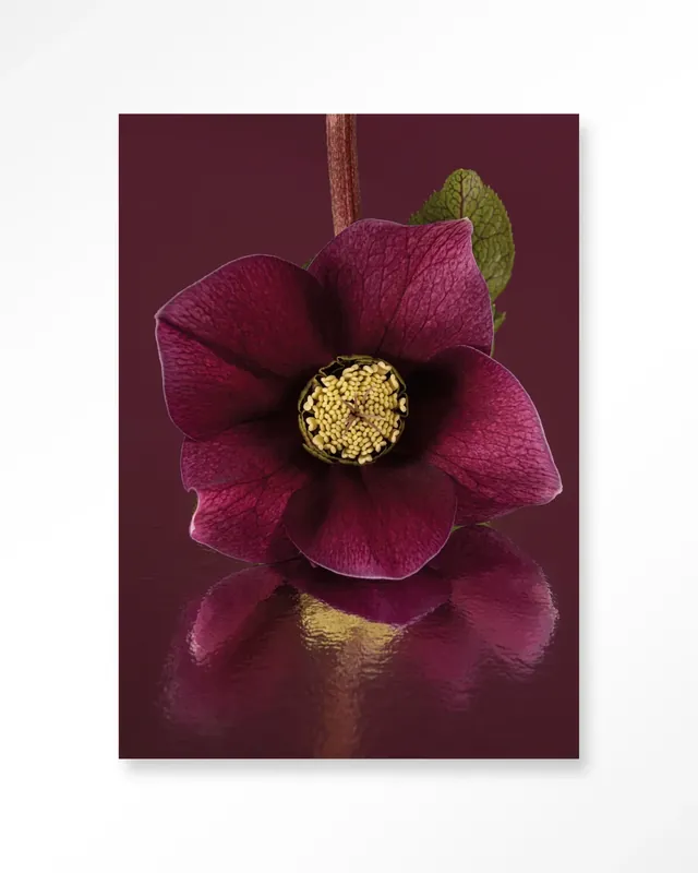 Speciale Aanbieding De Elegantie Van De Kerstroos - Moderne Wanddecoratie | Artprint, Glass Art & Wandkleed